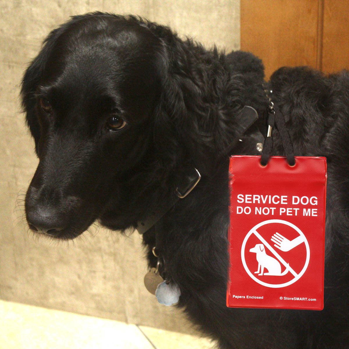 Thesis statement on service dogs